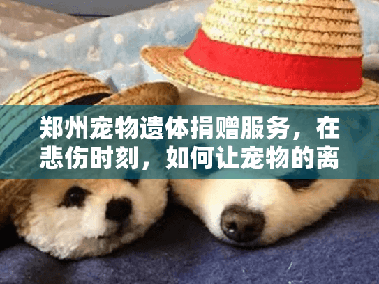 郑州宠物遗体捐赠服务，在悲伤时刻，如何让宠物的离去带来新希望？