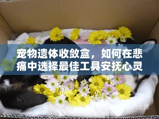宠物遗体收敛盒，如何在悲痛中选择最佳工具安抚心灵