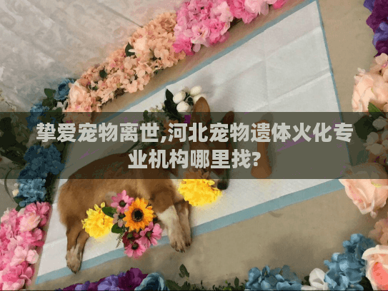 挚爱宠物离世,河北宠物遗体火化专业机构哪里找? 挚爱宠物离世,河北宠物遗体火化专业机构哪里找?