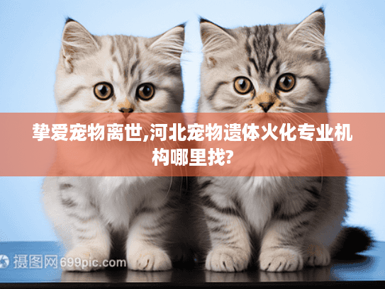 挚爱宠物离世,河北宠物遗体火化专业机构哪里找? 挚爱宠物离世,河北宠物遗体火化专业机构哪里找?