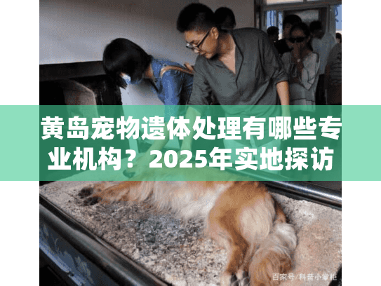 黄岛宠物遗体处理有哪些专业机构？2025年实地探访报告