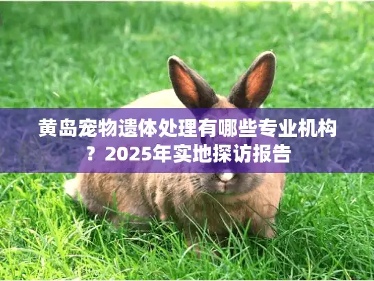 黄岛宠物遗体处理有哪些专业机构？2025年实地探访报告