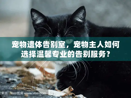 宠物遗体告别室，宠物主人如何选择温馨专业的告别服务？