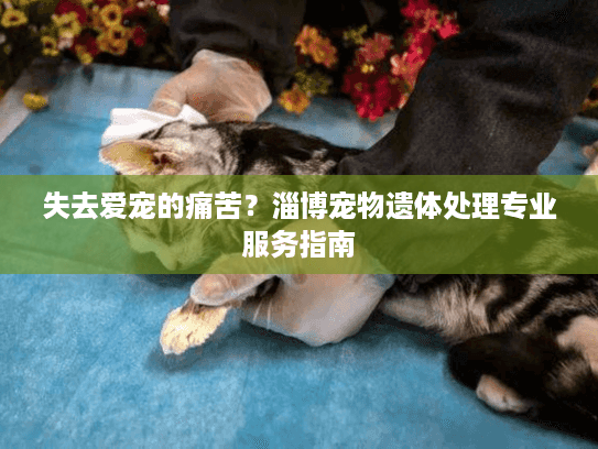失去爱宠的痛苦？淄博宠物遗体处理专业服务指南