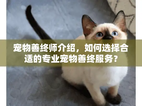 宠物善终师介绍，如何选择合适的专业宠物善终服务？