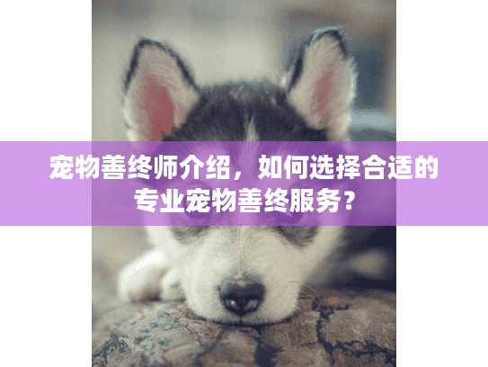 宠物善终师介绍，如何选择合适的专业宠物善终服务？