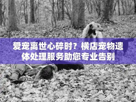爱宠离世心碎时?横店宠物遗体处理服务助您专业告别 爱宠离世心碎时?横店宠物遗体处理服务助您专业告别