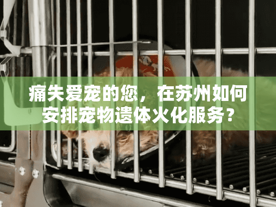 痛失爱宠的您，在苏州如何安排宠物遗体火化服务？
