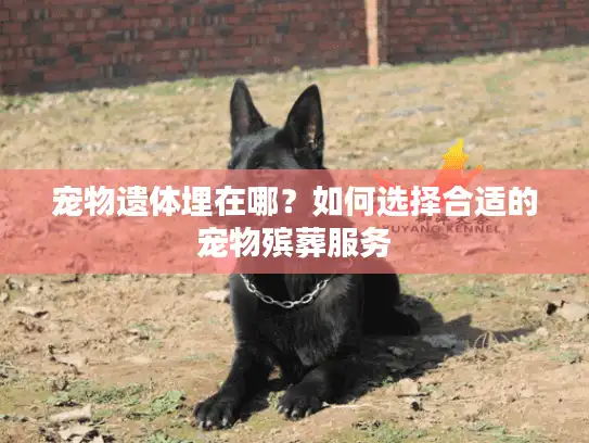 宠物遗体埋在哪?如何选择合适的宠物殡葬服务 宠物遗体埋在哪?如何选择合适的宠物殡葬服务