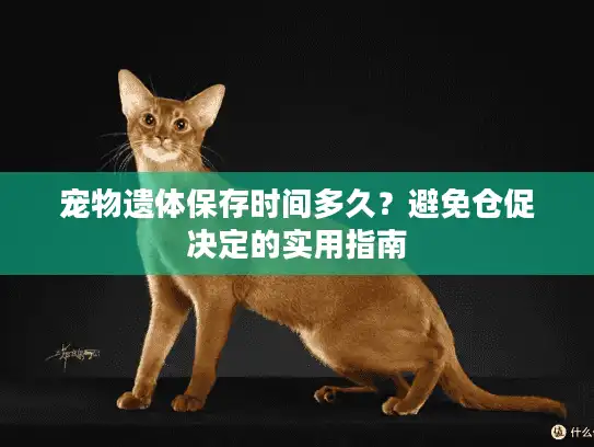 宠物遗体保存时间多久？避免仓促决定的实用指南
