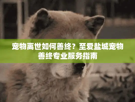 宠物离世如何善终?至爱盐城宠物善终专业服务指南 宠物离世如何善终?至爱盐城宠物善终专业服务指南