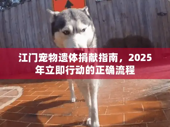 江门宠物遗体捐献指南，2025年立即行动的正确流程