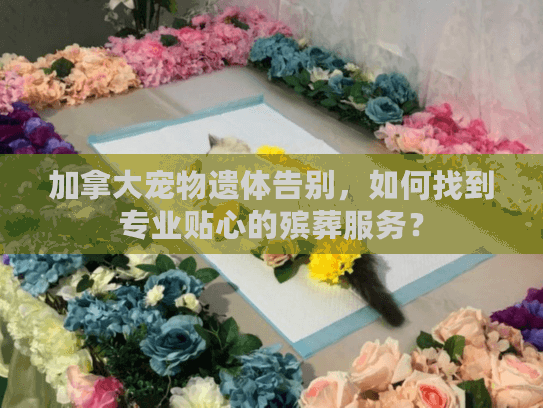 加拿大宠物遗体告别，如何找到专业贴心的殡葬服务？