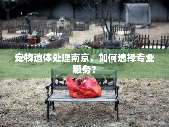 宠物遗体处理南京，如何选择专业服务？