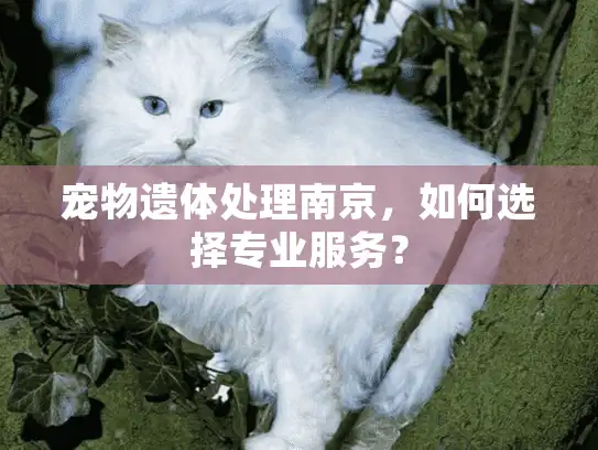 宠物遗体处理南京，如何选择专业服务？