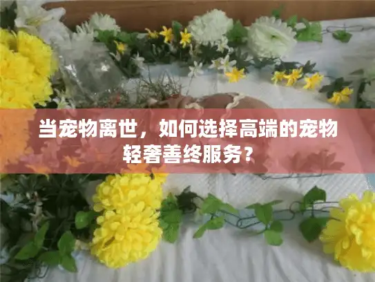 当宠物离世，如何选择高端的宠物轻奢善终服务？