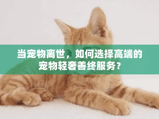 当宠物离世，如何选择高端的宠物轻奢善终服务？