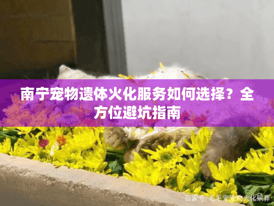 南宁宠物遗体火化服务如何选择？全方位避坑指南