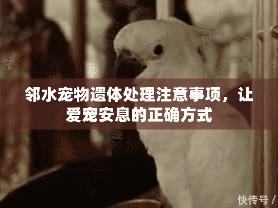 邻水宠物遗体处理注意事项，让爱宠安息的正确方式