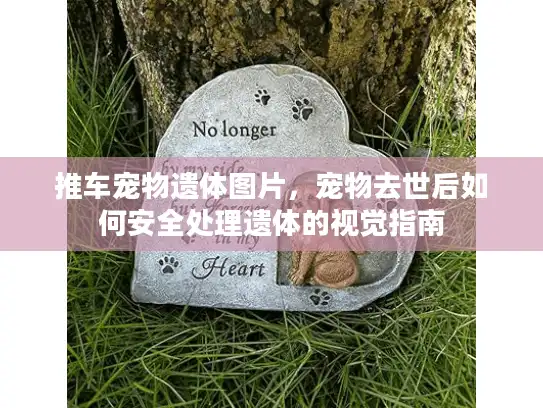 推车宠物遗体图片，宠物去世后如何安全处理遗体的视觉指南