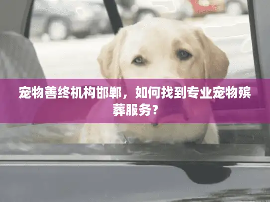 宠物善终机构邯郸，如何找到专业宠物殡葬服务？