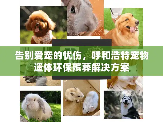 告别爱宠的忧伤，呼和浩特宠物遗体环保殡葬解决方案