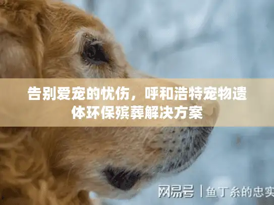 告别爱宠的忧伤，呼和浩特宠物遗体环保殡葬解决方案