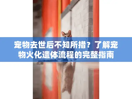 宠物去世后不知所措？了解宠物火化遗体流程的完整指南