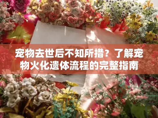 宠物去世后不知所措？了解宠物火化遗体流程的完整指南