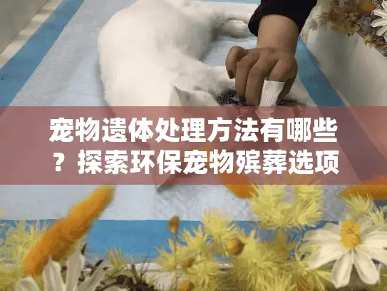 宠物遗体处理方法有哪些？探索环保宠物殡葬选项