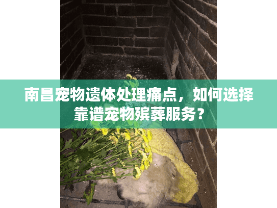 南昌宠物遗体处理痛点，如何选择靠谱宠物殡葬服务？