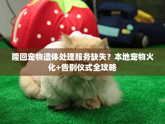 隆回宠物遗体处理服务缺失？本地宠物火化+告别仪式全攻略