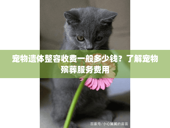 宠物遗体整容收费一般多少钱?了解宠物殡葬服务费用 宠物遗体整容收费一般多少钱?了解宠物殡葬服务费用