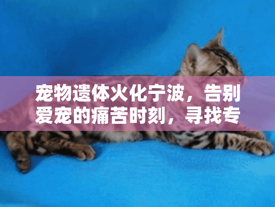 宠物遗体火化宁波，告别爱宠的痛苦时刻，寻找专业火化解决方案