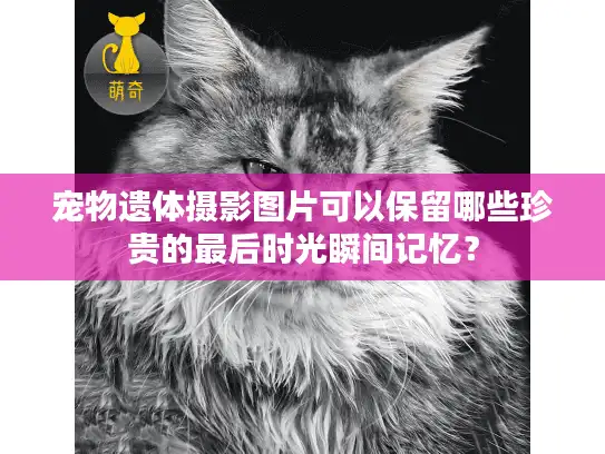 宠物遗体摄影图片可以保留哪些珍贵的最后时光瞬间记忆？