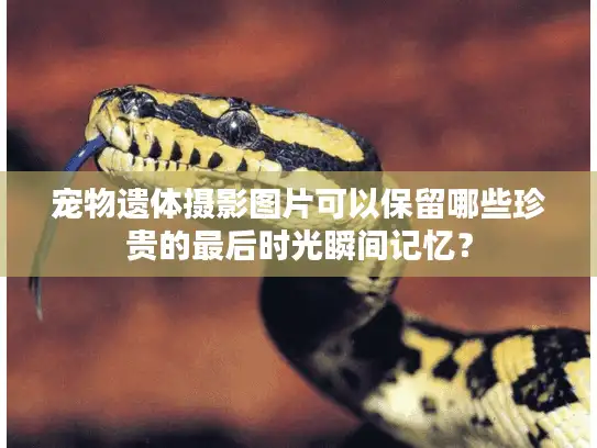 宠物遗体摄影图片可以保留哪些珍贵的最后时光瞬间记忆？