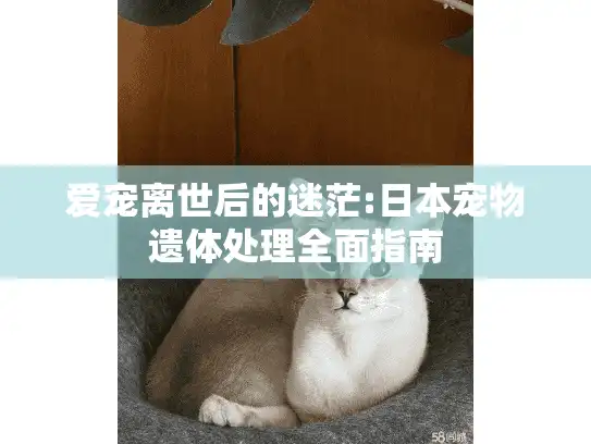 爱宠离世后的迷茫:日本宠物遗体处理全面指南 爱宠离世后的迷茫:日本宠物遗体处理全面指南