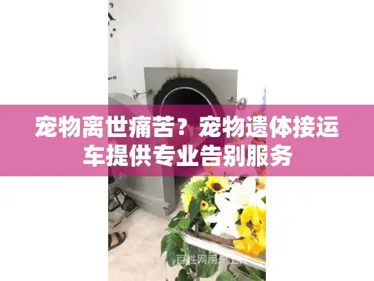 宠物离世痛苦？宠物遗体接运车提供专业告别服务