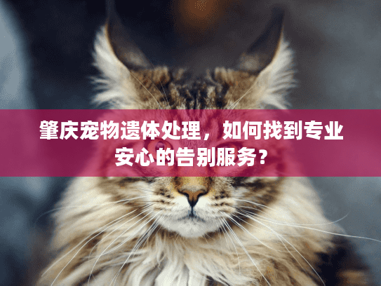 肇庆宠物遗体处理,如何找到专业安心的告别服务? 肇庆宠物遗体处理,如何找到专业安心的告别服务?