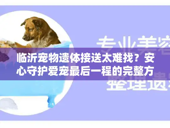 临沂宠物遗体接送太难找？安心守护爱宠最后一程的完整方案来了