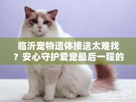 临沂宠物遗体接送太难找？安心守护爱宠最后一程的完整方案来了