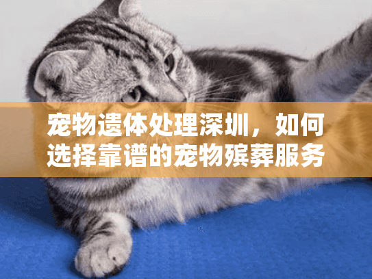 宠物遗体处理深圳，如何选择靠谱的宠物殡葬服务？