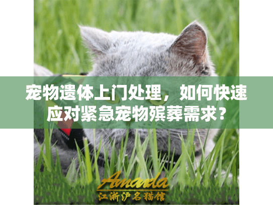 宠物遗体上门处理，如何快速应对紧急宠物殡葬需求？