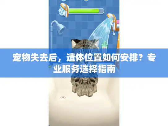 宠物失去后,遗体位置如何安排?专业服务选择指南 宠物失去后,遗体位置如何安排?专业服务选择指南