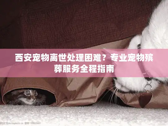 西安宠物离世处理困难？专业宠物殡葬服务全程指南