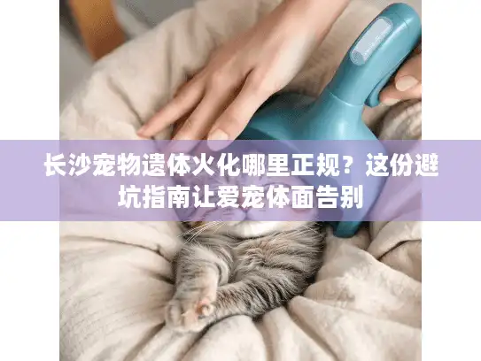 长沙宠物遗体火化哪里正规?这份避坑指南让爱宠体面告别 长沙宠物遗体火化哪里正规?这份避坑指南让爱宠体面告别