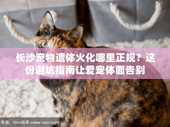 长沙宠物遗体火化哪里正规?这份避坑指南让爱宠体面告别 长沙宠物遗体火化哪里正规?这份避坑指南让爱宠体面告别