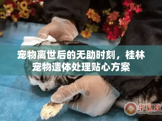 宠物离世后的无助时刻，桂林宠物遗体处理贴心方案