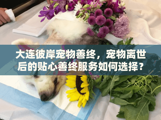 大连彼岸宠物善终，宠物离世后的贴心善终服务如何选择？