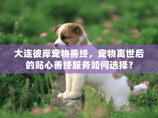 大连彼岸宠物善终，宠物离世后的贴心善终服务如何选择？
